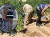 Urfa'da JASAT ekipleri tarafından bahçesine kenevir eken kadın yakalandı
