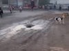 Akçakale'de küçük öğrenciler sokak köpeklerinin tehdidi altında