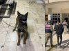 Urfa'da K-9 cinsi kurt köpeğini çalan hırsızlar yakalandı! 