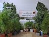 Şanlıurfa'da Saksılara Ekilmiş Halde Ele Geçirildi! 5 Gözaltı