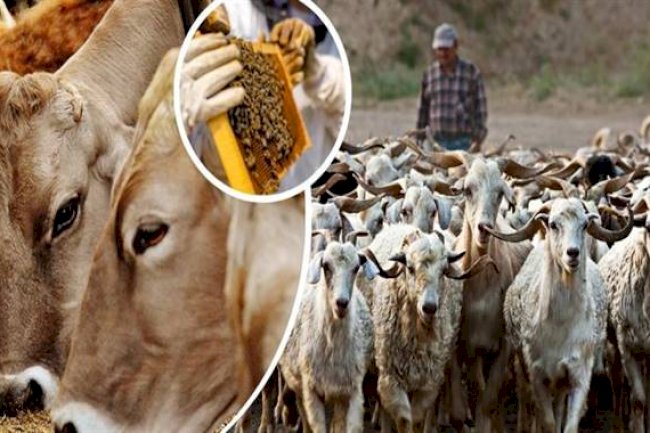 Bakanlıktan yöresel hayvancılık projelerine hibe desteği