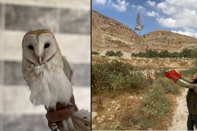 Urfa'da bitkin halde bulunan Peçeli Baykuş, doğaya salındı