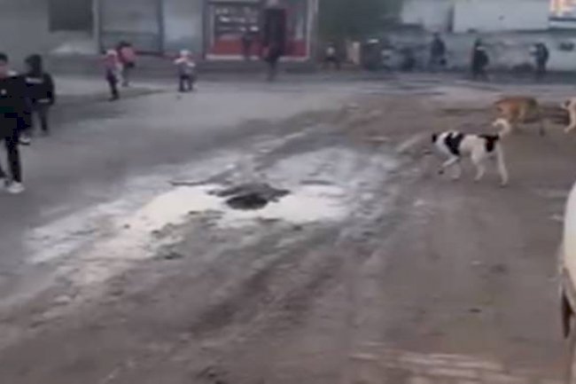 Akçakale'de küçük öğrenciler sokak köpeklerinin tehdidi altında