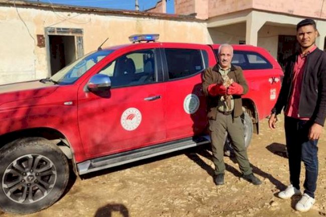 Urfa'da bitkin halde Kızıl Şahin bulundu!
