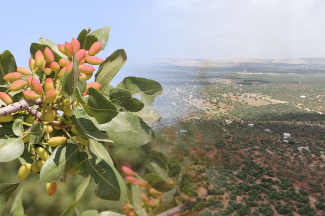 Şanlıurfa Fıstığı Üretiminde Yükselen Değer Karaköprü