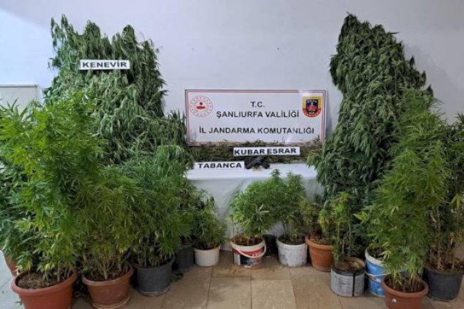 Şanlıurfa'da Saksılara Ekilmiş Halde Ele Geçirildi! 5 Gözaltı