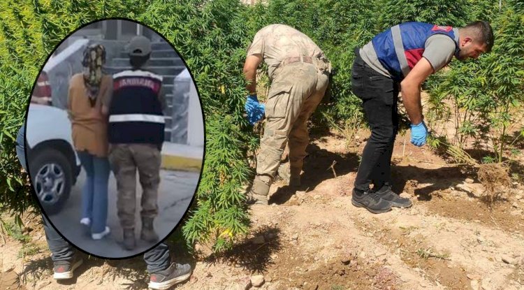 Urfa'da JASAT ekipleri tarafından bahçesine kenevir eken kadın yakalandı