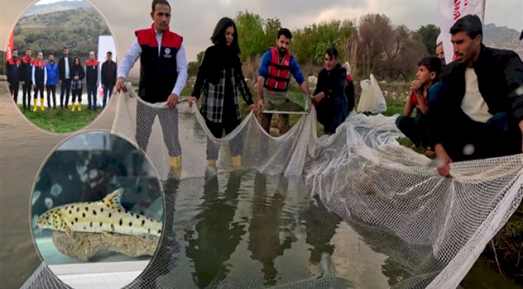 Dicle Nehri'nde leopar sazanı bulundu
