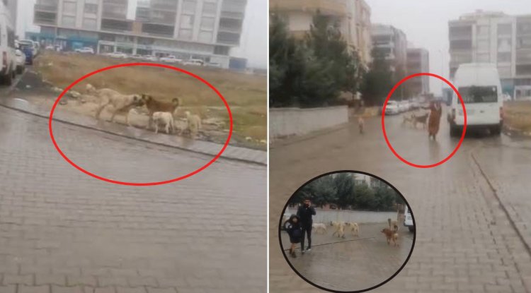 Viranşehir ilçesinde korku dolu anlar! Vatandaş çözüm istiyor