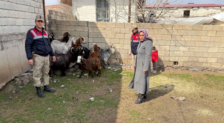 Şanlıurfa'da Operasyon: 51 Küçükbaş Hayvan Sahibine Teslim Edildi