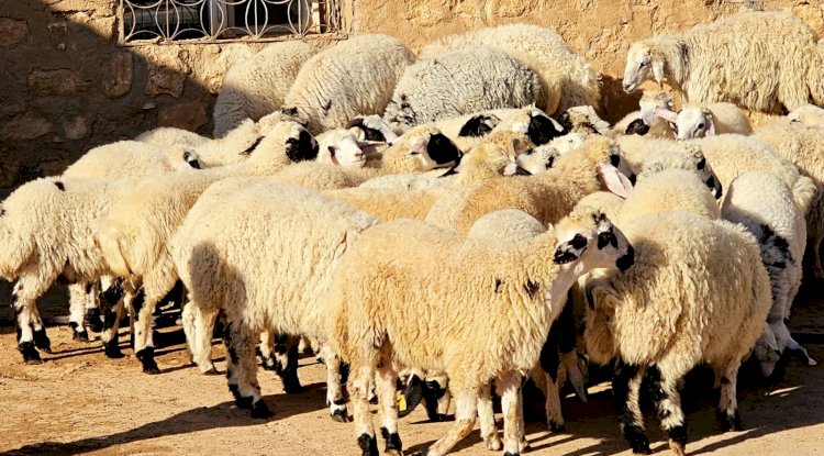 Satılamayan Kurbanlıklar, ESK Tarafından Satın Alınacak