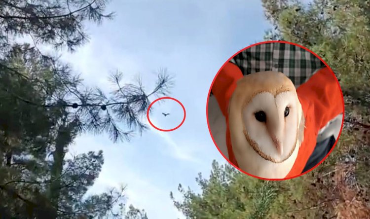 DoÄŸada bitkin halde bulundular!