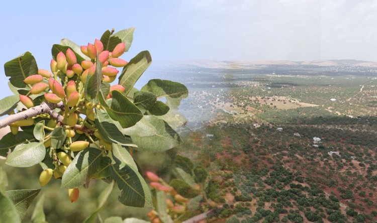 Şanlıurfa Fıstığı Üretiminde Yükselen Değer Karaköprü