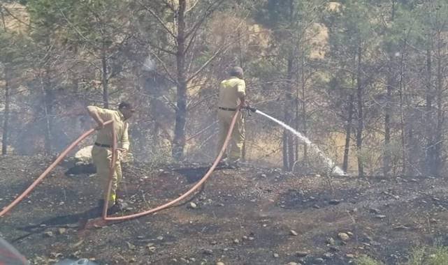 Bozova İlçesinde Yangın! 40 Yıllık Çam Ağaçları Kül Oldu