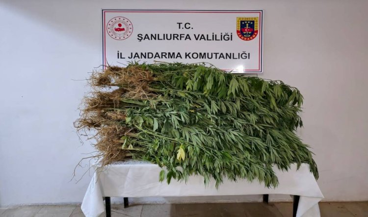 Evinin Bahçesini Kenevir Tarlasına Çeviren Şahıs Yakalandı!