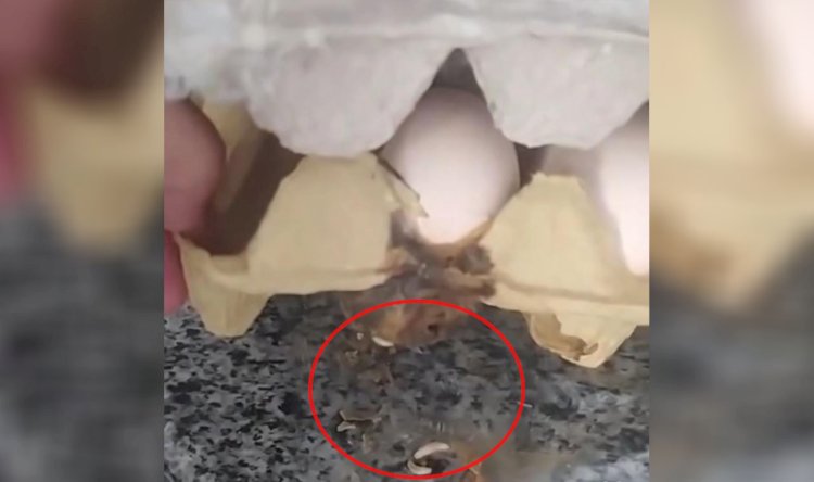 Şanlıurfa'da Mide Bulandıran Olay!