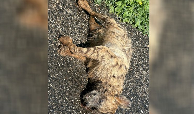 Urfa'da Nesli Tehlikede Olan Çizgili Sırtlan Ölü Bulundu