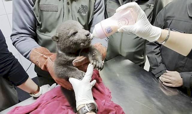 Orman İşçileri Tarafından Yavru Boz Ayı Bitkin Halde Bulundu