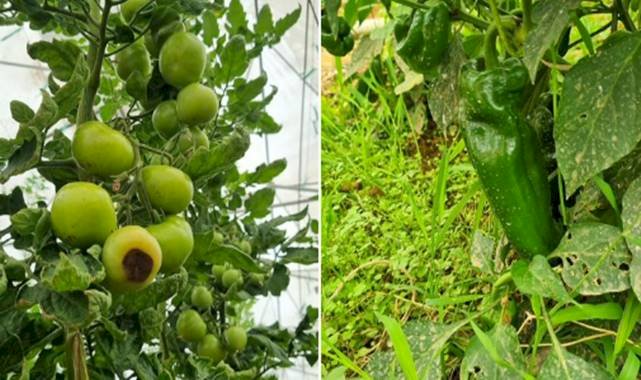 Domates Tarlalarında Alarm: Şanlıurfa'da Hastalık ve Zararlılar Artışta