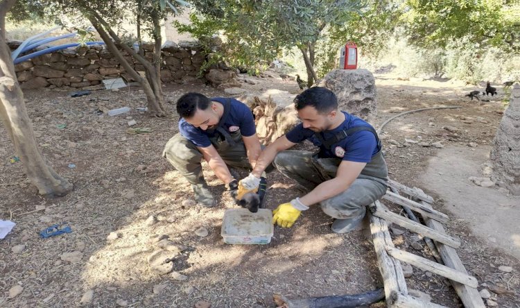 Karaköprü'de Foseptik Çukuruna Düşen Boncuk Kurtarıldı
